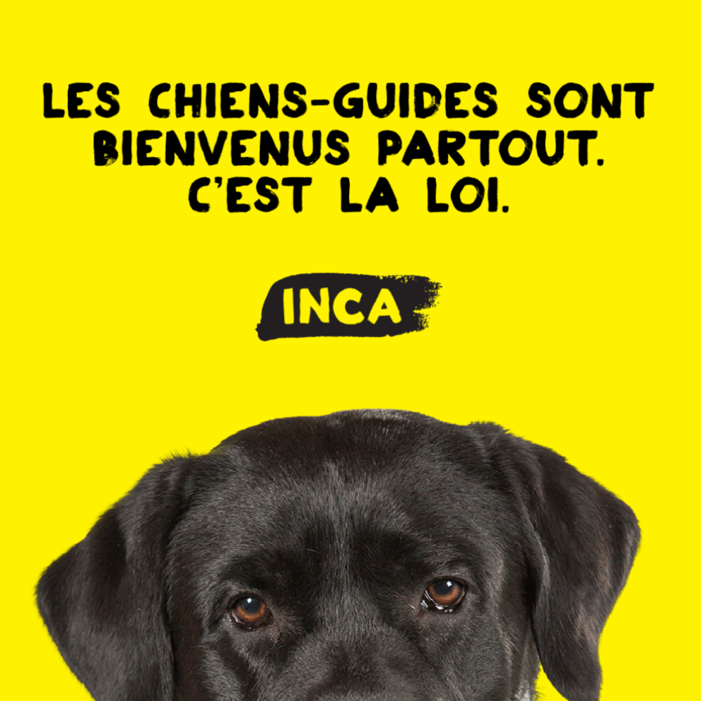 Le haut de la tête d’un chien-guide sur fond jaune. Il s’agit d’un Labrador noir, dont la tête apparaît à mi-hauteur de la page. Le texte « Les chiens-guides sont bienvenus partout. C’est la loi » apparaît à côté de la tête du chien.