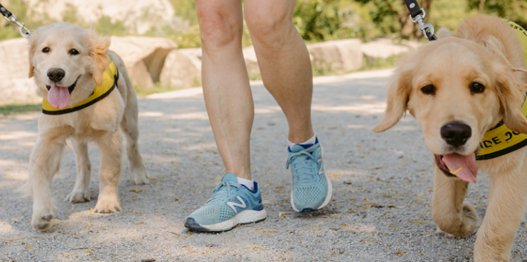 Deux futurs chiens-guides d'INCA font une promenade. À côté d'eux, des pieds avec des souliers de courses.