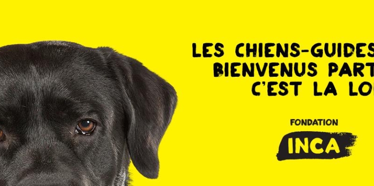 Le haut de la tête d’un chien-guide sur fond jaune. Le chien est un labrador noir et sa tête apparaît au milieu de la page. Le texte « Les chiens-guides sont bienvenus partout. C’est la loi. » apparaît.