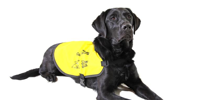 Chien-guide labrador noir portant un gilet jaune