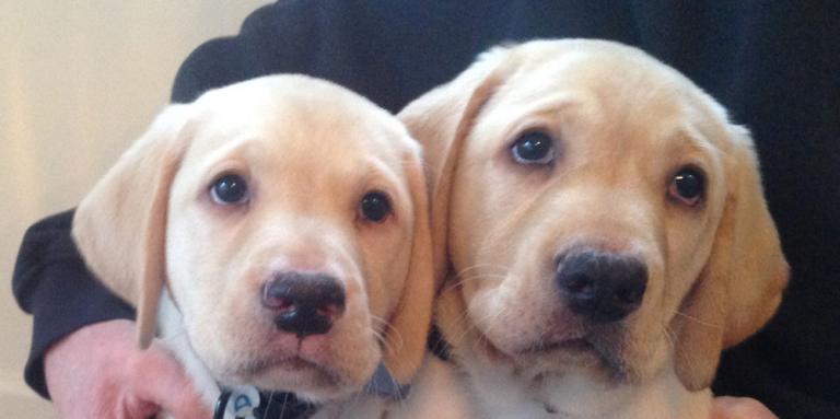 Deux chiots golden retriever