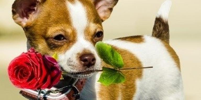 Chien avec une rose entre les dents