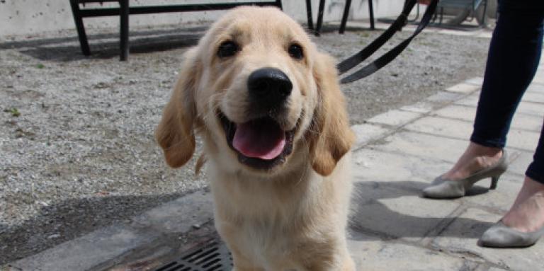 Un laboratoire d'or. INCA Guide Dog - chiot en formation. La langue du chien sort et il est en laisse.