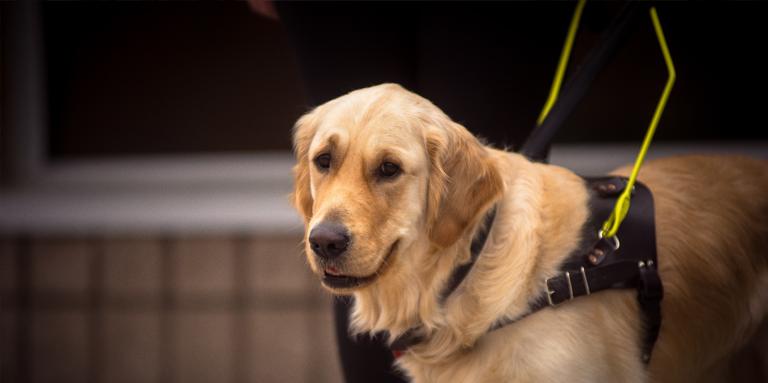 Un chien-guide Golden Retriever qui porte un harnais.
