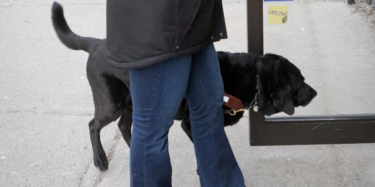 Un chien-guide noir et son maître entrent dans un bâtiment.