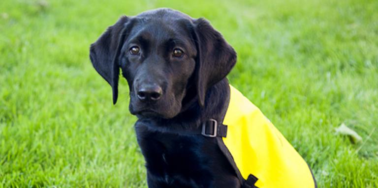Photo d'un jeune Labrador noir portant un gilet jaune des chiens-guides d'INCA.