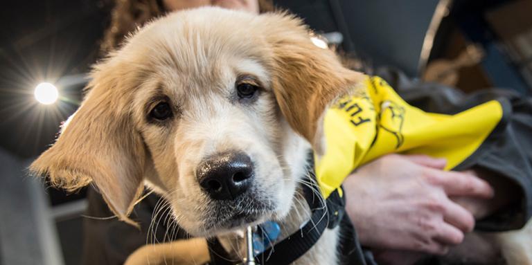 A close up of a yellow Golden Retriever.