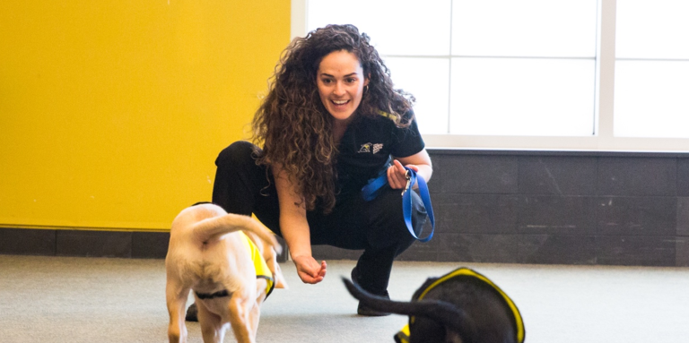 Andrea, superviseure de l'élevage des chiots, pratique le rappel avec deux chiots, un Labrador blond et un Labrador noir.