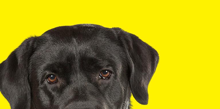 The top half of a Black Labrador's head on yellow.