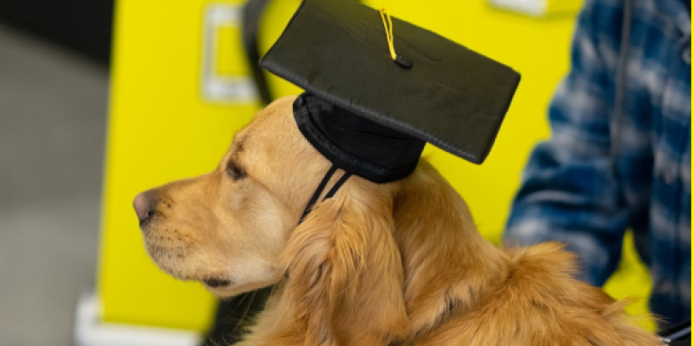 Un chien-guide et son maître lors d'une cérémonie de remise des diplômes. Le maître-chien caresse son chien-guide golden retriever. Le chien porte un chapeau de graduation.