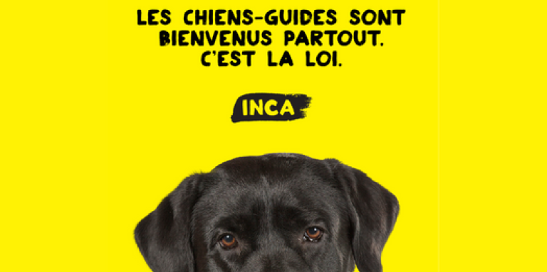 Le haut de la tête d’un chien-guide sur fond jaune. Le chien est un labrador noir et sa tête apparaît au milieu de la page. Le texte « Les chiens-guides sont bienvenus partout. C’est la loi. 