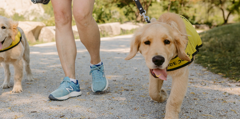 Chiots, futurs chiens-guides, marchant en laisse avec leur éleveuse en souliers de course.