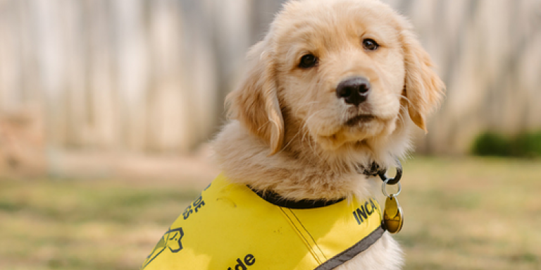 Un labrador-golden retriever au poil soyeux. Le chiot porte un gilet jaune de chien-guide en formation d'INCA.]