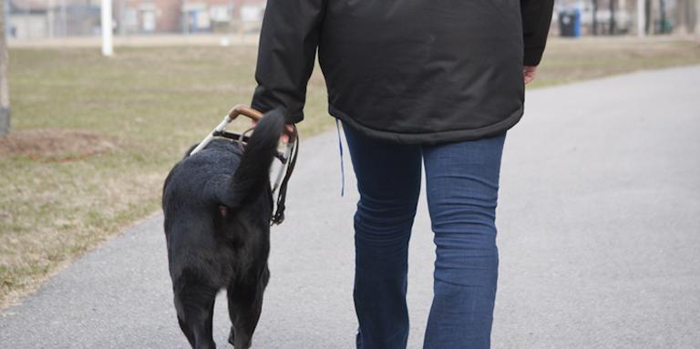Une femme et un chien-guide noir portant un harnais qui s'éloignent de la caméra.