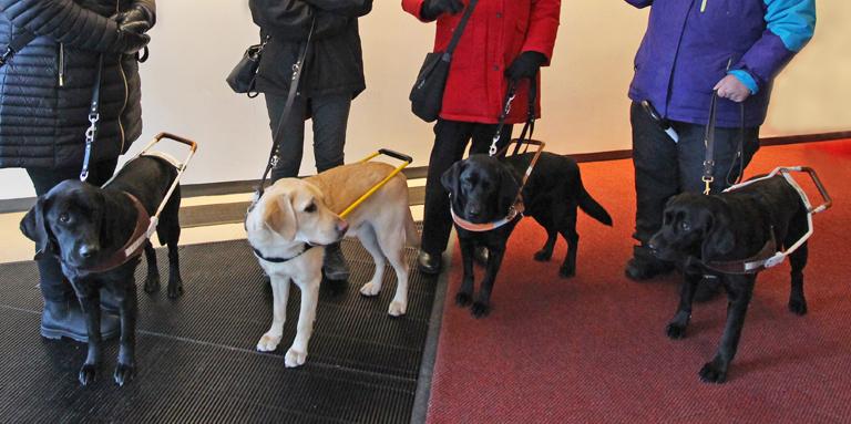 4 chiens guides (trois noirs et un jaune) en harnais aux pieds de leurs maîtres.