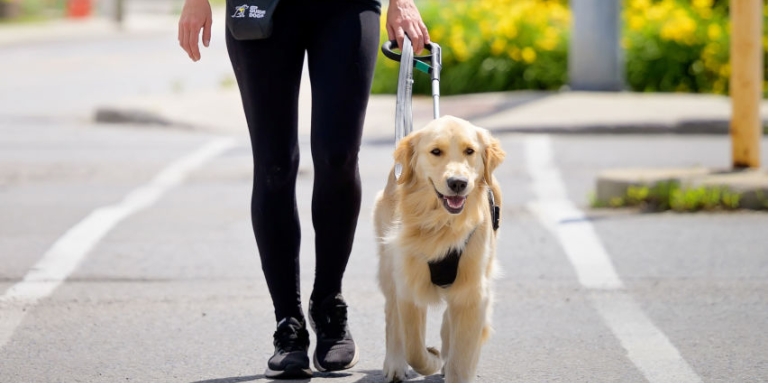 Un chien-guide au poil blond en harnais et le torse de son utilisateur. Ils sont en mouvement et traversent une intersection.