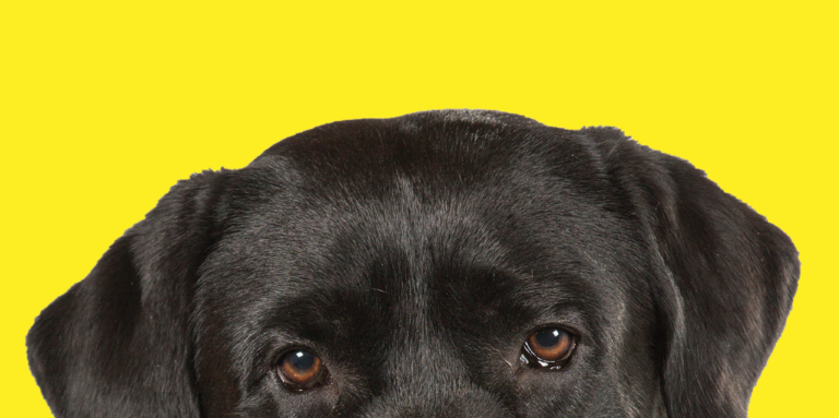 Le haut de la tête d’un chien-guide sur fond jaune. Il s’agit d’un Labrador noir, dont la tête apparaît à mi-hauteur de la page.