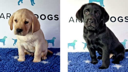 Photo d’un chiot blond Labrador Birks, Photo d’un chiot noir Labrador Drummy