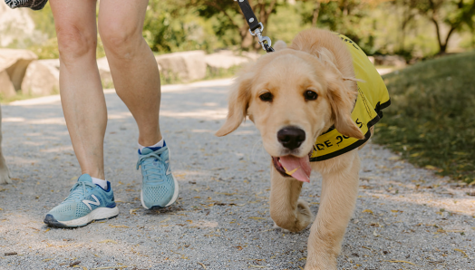 Chiots, futurs chiens-guides, marchant en laisse avec leur éleveuse en souliers de course.