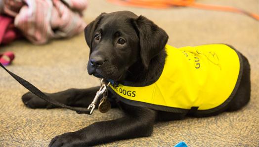 Un Labrador noir vêtu d'un gilet jaune, allongé sur le plancher.