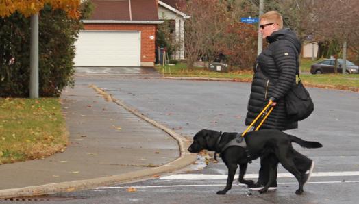 A woman crosses the street with a black Lab in a yellow harness.