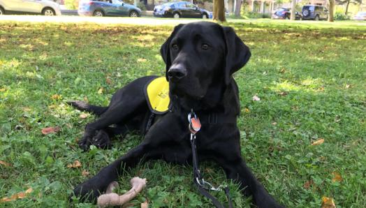 Futurs chiens-guides et le mordillage.