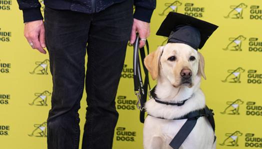 Un chien-guide portant un chapeau de diplômé.