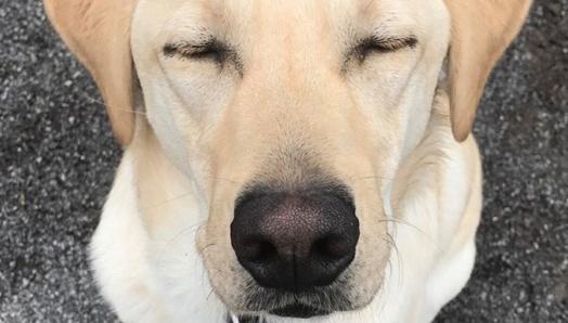 A close-up of a dog's face.