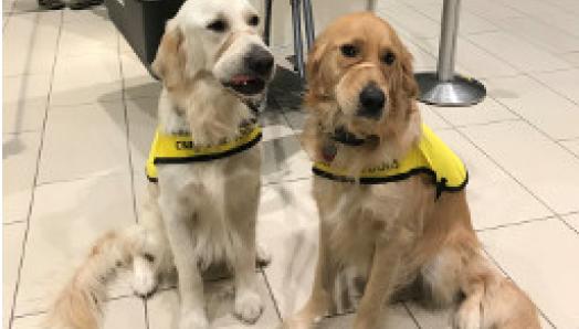 Deux Golden Retrievers assis un à côté de l’autre à l’aéroport.