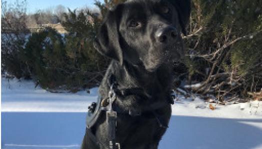 Myra, un Labrador noir en harnais et en laisse, assis sur un sol enneigé.