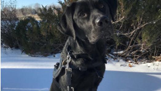 Myra, a black lab in harness and leash, stands on the snow-covered ground.