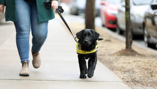 Un chiot en entrainement, prenant une marche en laisse avec une femme. 