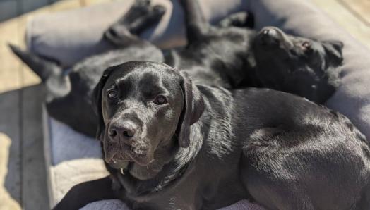 Deux Labrador noirs allongés côte à côte dans un lit de chien sur un patio à l'extérieur par une journée ensoleillée.