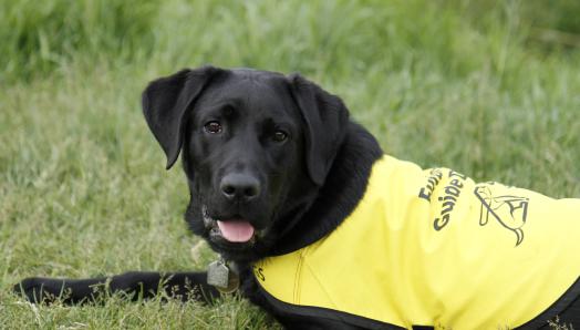 A young black Labrador-Retriever laying on his belly in the grass, wearing a yellow “Future Guide Dog” vest.