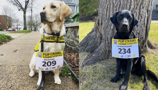 La première photo est celle d'un Labrador-Retriever jaune, assis sur un trottoir du quartier, portant un dossard de la Course à pattes. La deuxième photo est celle d'un Labrador noir, assis devant un arbre, portant un dossard de de la Course à pattes.