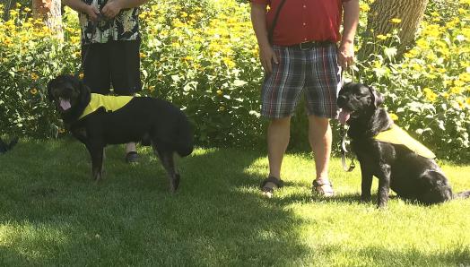 Les frères Percy (à gauche) et Indy (à droite), deux Labrador-Retriever noirs, portant leur gilet jaune vif de futurs chiens-guides et souriant la langue sortie. Percy est debout et Indy est assis, tous deux au pied de leurs éleveurs de chiots bénévoles, sur l'herbe devant un bosquet de fleurs jaunes