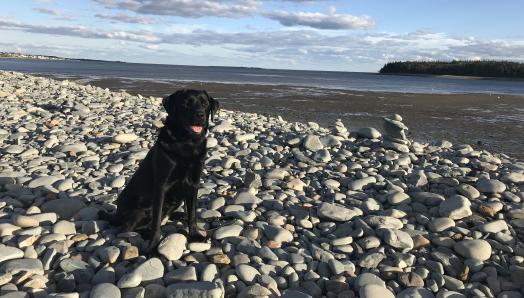 Hope, une Labrador-Retriever noire, assise sur une plage de galets face à l’océan.