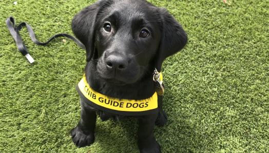 A nine-week-old black Labrador-Retriever puppy sitting on green turf, wearing a yellow Future Guide Dog vest and looking up at the camera.