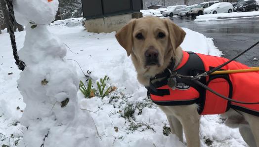 Un chien-guide Labrador Retriever jaune portant un harnais avec une veste d'hiver en dessous et chaussé de bottes; il est debout sur la neige à côté d'un bonhomme de neige.