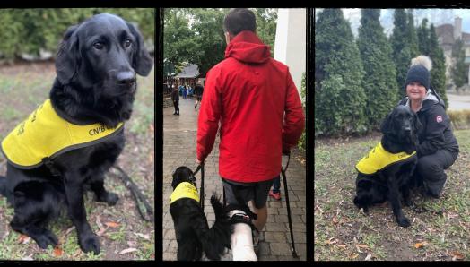 Collage de trois photos, de gauche à droite : Hero, un croisement de Labrador-Retriever noir, portant sa veste de futur chien-guide et assis à l'extérieur sur les feuilles; Hero assis à côté de son éleveuse de chiots, Erin, qui est agenouillée à côté de lui; Hero marchant avec son éleveur qui a un pied dans le plâtre pied et doit se servir d’une canne.