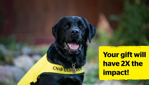 An image of Black Labrador Retriever Alex, CNIB Guide Dog. In the photo, Alex is wearing a yellow CNIB Guide Dog vest, and looks straight at the camera with a big smile on his face. Beside him are the words “Your gift will have 2X the impact!” against a yellow background