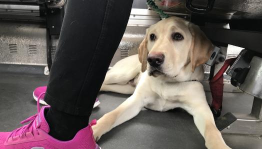 Un Labrador-Retriever blond allongé sous le siège de l'autobus de son éleveuse bénévole