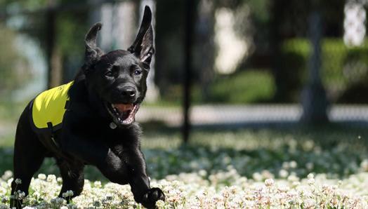 Flinn, un croisement Labrador-Retriever, court dans un champ, les oreilles battant au vent.