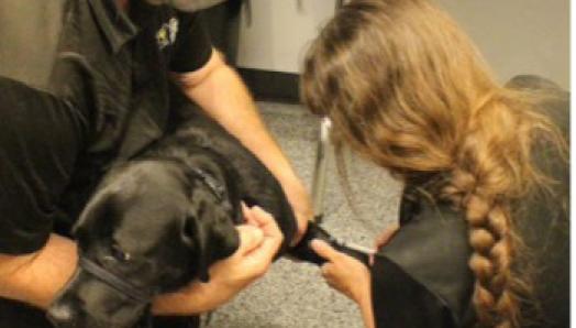 A black Lab is being held by a trainer, while the technician draws blood.