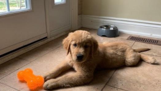 Un golden retriever chiot allongé sur le sol auprès de son jouet.