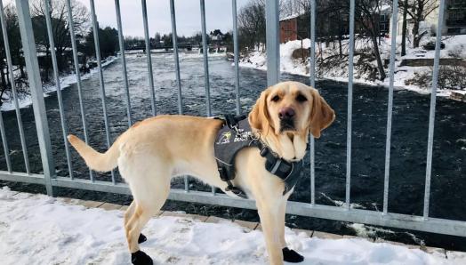 Un labrador blond portant un harnais de chien-guide d'INCA, debout sur un pont dans la neige, portant des bottes noires pour lui protéger les pieds du froid.