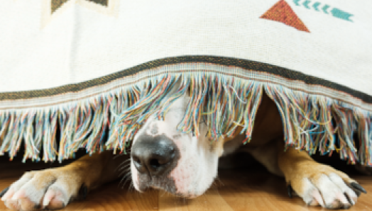 Un chien caché sous une couverture sur le sol laisse entrevoir son museau et le bout de ses pattes.