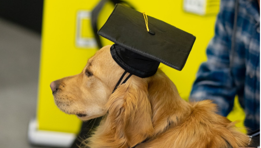 Un chien-guide et son maître lors d'une cérémonie de remise des diplômes. Le maître-chien caresse son chien-guide golden retriever. Le chien porte un chapeau de graduation.