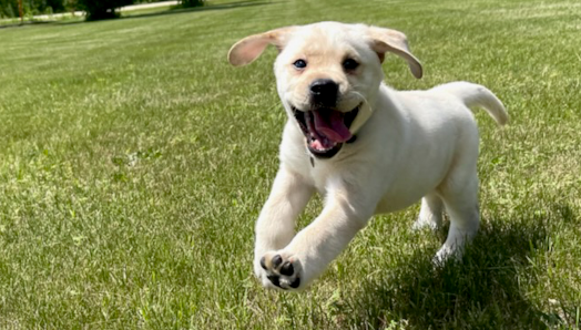 Un tout jeune golden retriever joue dans un parc en herbe. Il saute dans la pelouse en remuant la langue.