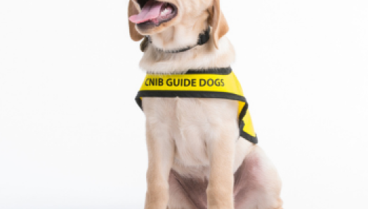 Un chiot qui sera bientôt un chien-guide remue la langue. Le chiot est un labrador jaune et porte une veste de formation jaune des Chiens-guides d’INCA